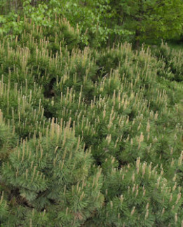 Tuotekuva-KÄÄPIÖVUORIMÄNTY