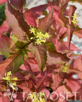 Tuotekuva-KAJO LAMOVUOHENKUUSAMA FinE