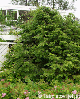 Tuotekuva-KANADANHEMLOKKI