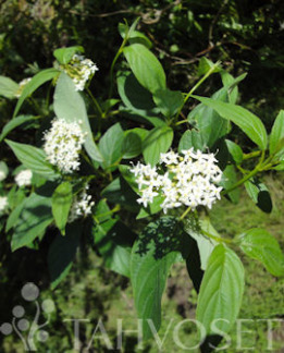 Tuotekuva-KELTAOKSAKANUKKA