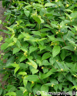 Tuotekuva-HELO KELTAVUOHENKUUSAMA FinE