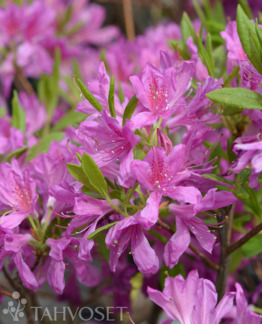 tuotekuva_kevätatsalea