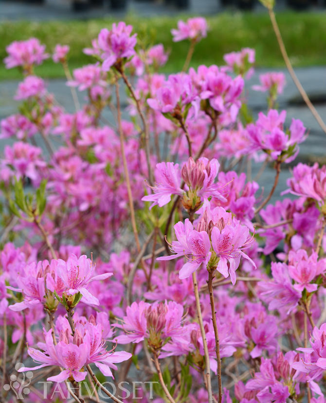 tuotekuva_kevätatsalea