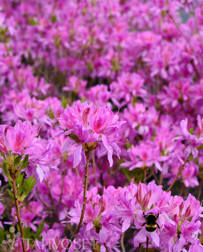 KEVÄTATSALEA FinE ; 30-40, At 3 L - Image 2