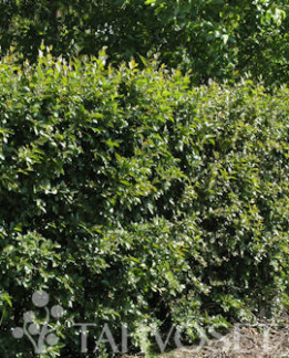 Tuotekuva-KIILTOTUHKAPENSAS