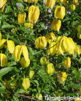 Tuotekuva-KIINANKÄRHÖ