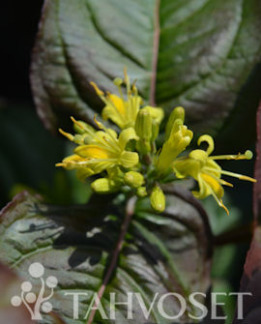 Tuotekuva-KODIAK® BLACK ISOVUOHENKUUSAMA