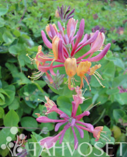 Tuotekuva-GOLDFLAME KOREAKÖYNNÖSKUUSAMA