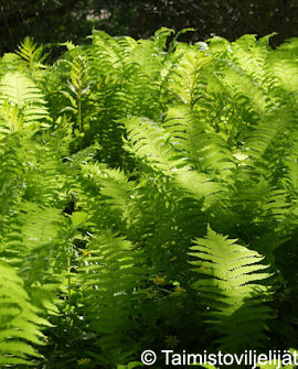 Tuotekuva-KOTKANSIIPISANIAINEN