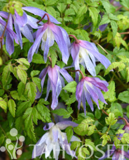 Tuotekuva-KRUUNUKÄRHÖ