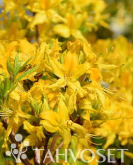 Tuotekuva-KULLANNUPPU GENTINATSALEA FinE