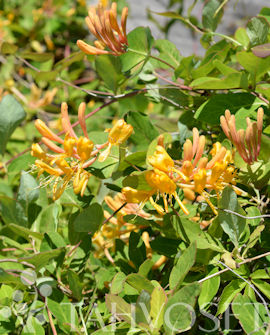 Tuotekuva-KULTAKÖYNNÖSKUUSAMA