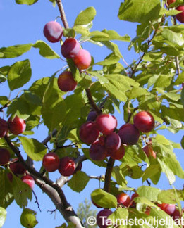 Tuotekuva-KUOKKALA FinE LUUMU