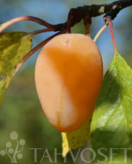 Tuotekuva-LAATOKAN HELMI KELTALUUMU