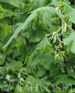 Tuotekuva-LACINIATA LIUSKALEHTILEHMUS