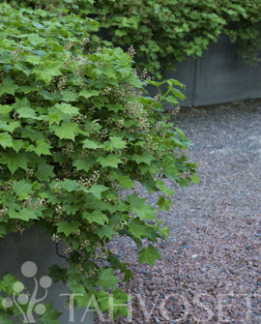 Tuotekuva-LAMOHERUKKA