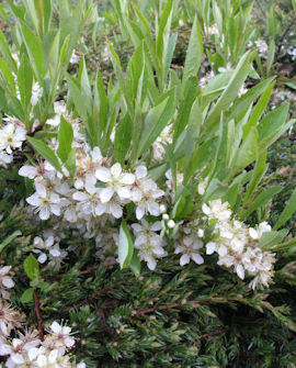 Tuotekuva-LAMOHIETAKIRSIKKA