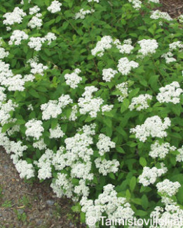 Tuotekuva-LAMOPENSASANGERVO