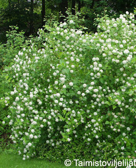 Tuotekuva-LÄNNENHEISIANGERVO