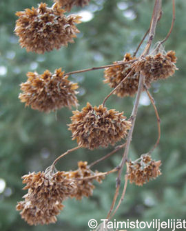 Tuotekuva-LÄNNENHEISIANGERVO