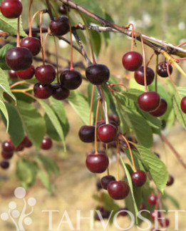 Tuotekuva-LATVIAN MATALA PENSASKIRSIKKA