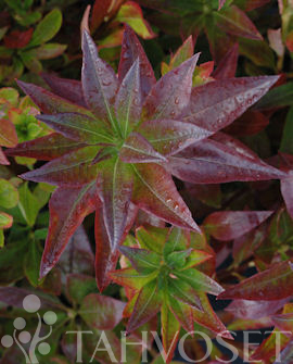 Tuotekuva-LEMON LIGHTS REVONTULIATSALEA