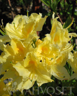 Tuotekuva-LEMON LIGHTS REVONTULIATSALEA