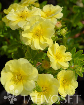 Tuotekuva-LEMON MERINGUE™ PENSASHANHIKKI