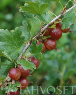 Tuotekuva-LEPAAN PUNAINEN KARVIAINEN