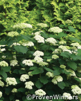 Tuotekuva-LIME RICKEY PALLOHORTENSIA