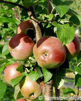 Tuotekuva-LOBO OMENA