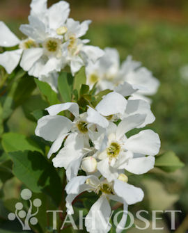 Tuotekuva-LOTUS MOON™ HELMIPENSAS