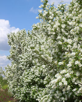 Tuotekuva-LOTUS MOON™ HELMIPENSAS