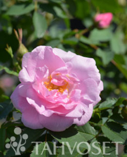 Tuotekuva-LUMO NEIDONRUUSU FinE