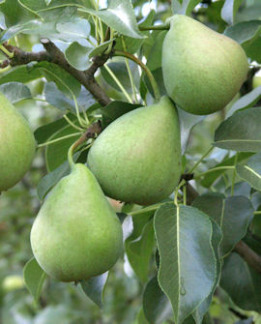 Tuotekuva-LUTSU voipäärynä PÄÄRYNÄ