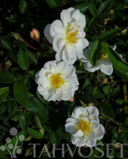 Tuotekuva-LYKKEFUND KÖYNNÖSRUUSU