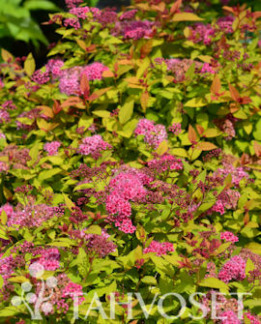 Tuotekuva-MAGIC CARPET® KELTAJAPANINANGERVO