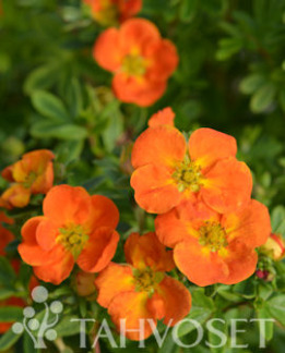 Tuotekuva-MANDARIN TANGO™ PENSASHANHIKKI