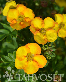 Tuotekuva-MANDARIN TANGO™ PENSASHANHIKKI