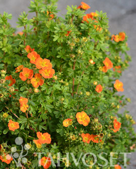 Tuotekuva-MANDARIN TANGO™ PENSASHANHIKKI