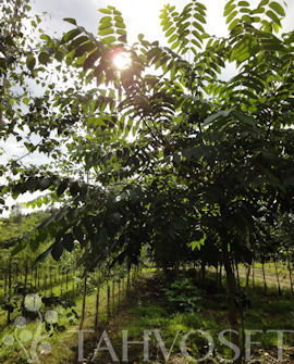 Tuotekuva-MANTSURIANJALOPÄHKINÄ