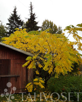 Tuotekuva-MANTSURIANJALOPÄHKINÄ