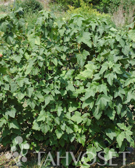 Tuotekuva-MARSKI MUSTAHERUKKA FinE