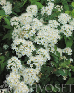 Tuotekuva-ILONA® MARTTI KIIMINGINANGERVO FinE