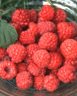 Tuotekuva-MAURIN MAKEA PENSASVADELMA FinE