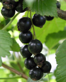 Tuotekuva-MELALAHTI MUSTAHERUKKA