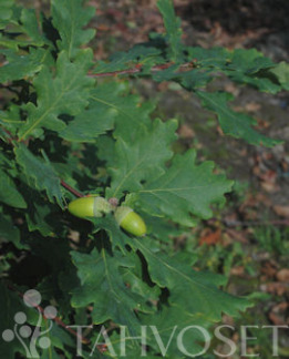 Tuotekuva-METSÄTAMMI