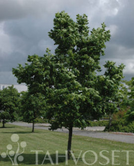 Tuotekuva-METSÄVAAHTERA