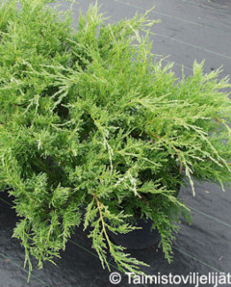 Tuotekuva-MINT JULEP TARHAKATAJA