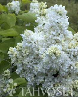 Tuotekuva-Mme LEMOINE JALOSYREENI